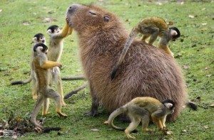 Capybara