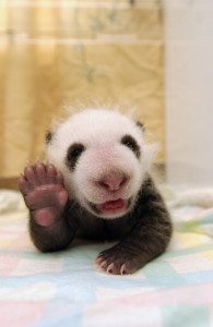 baby panda waves