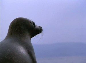 the seals are watching you