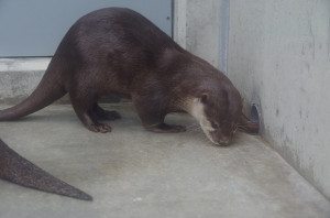 I do not want to meet your otter via the glory hole, thanks. 