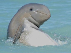 Hello. I am a snubfin dolphin. Give me money.