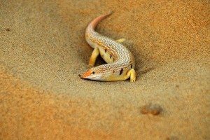 Sand skink about to be eaten by the sarlacc (two of which were also aboard the lost ark of the covenant)