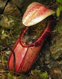 Meat-eating plant discovered