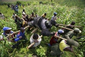 Funeral procession for a murdered gorilla