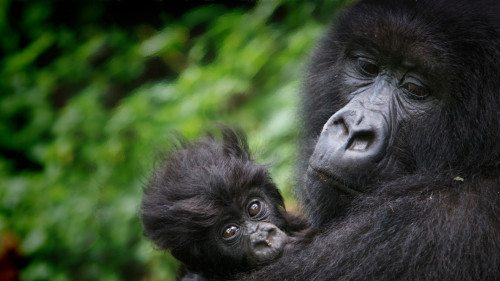 SAVING-THE-GORILLAS-virunga