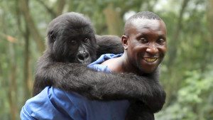A gorilla and his new pal