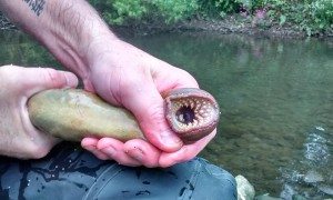 Does this lamprey look depressed to you?