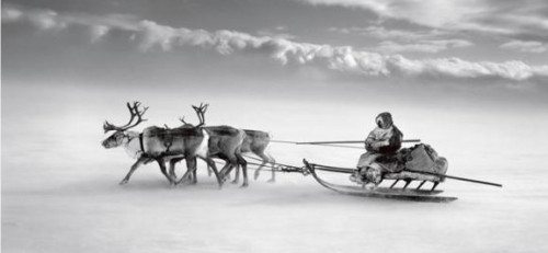 salgado reindeer