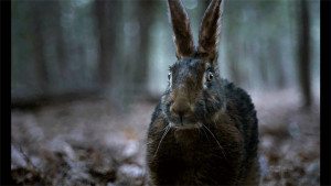 That's no ordinary rabbit!